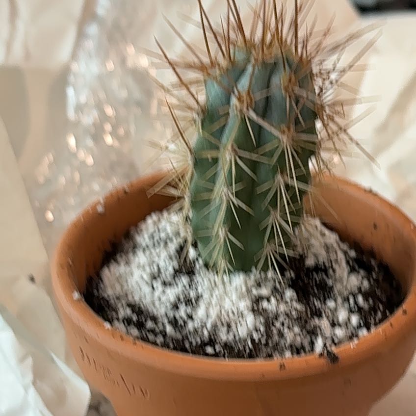 Photo of the plant species Blue Cereus by @DollKhakiweed named Job blew on Greg, the plant care app