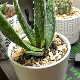 Photo of the plant species Jurassic Dino by @DollKhakiweed named Rainier on Greg, the plant care app