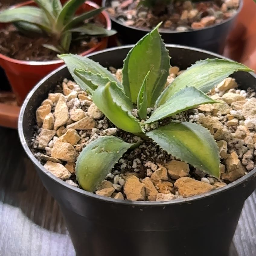 Photo of the plant species Agave isthmensis 'Rum Runner' by @DollKhakiweed named Cleopatra on Greg, the plant care app