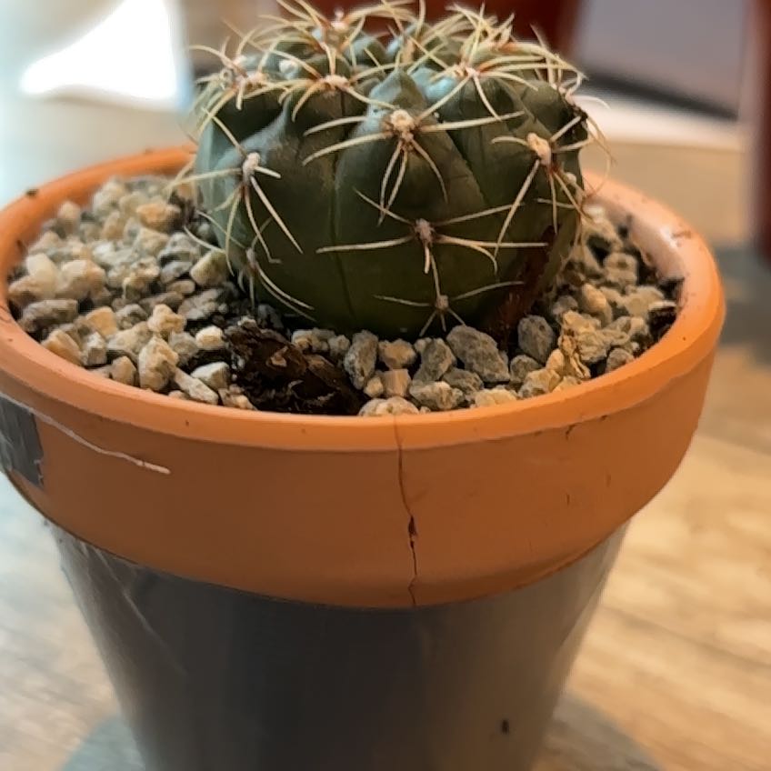 Photo of the plant species Gymnocalycium occultum by @DollKhakiweed named Aria on Greg, the plant care app