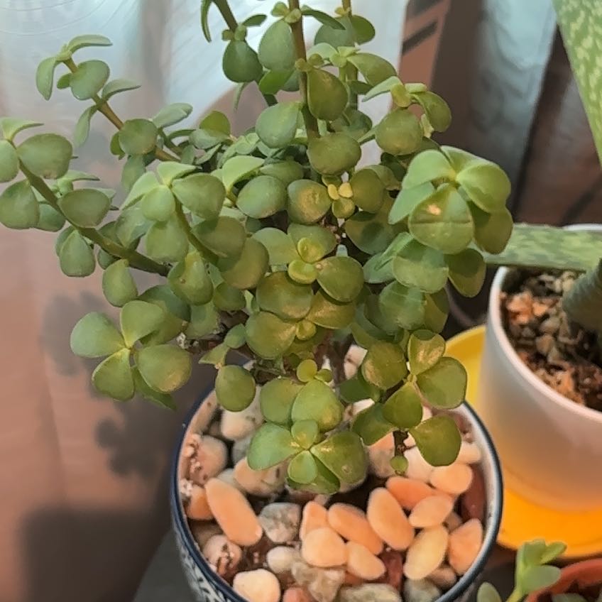 Photo of the plant species Bonsai Crassula by @DollKhakiweed named Harper on Greg, the plant care app