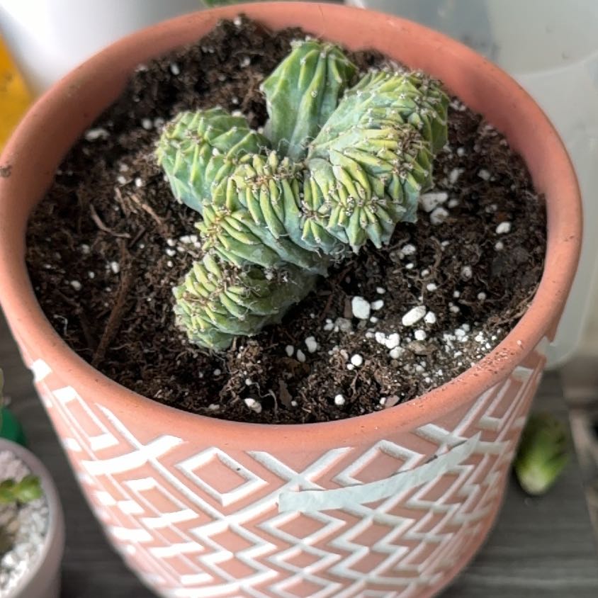 Photo of the plant species Crested Blue Candle by @DollKhakiweed named Blue on Greg, the plant care app