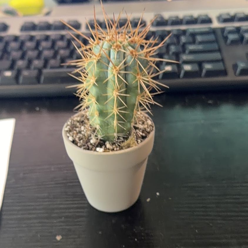Photo of the plant species Blue Cereus by @DollKhakiweed named Brownie on Greg, the plant care app