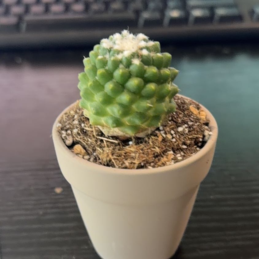 Photo of the plant species Mammillaria polythele 'Nuda' by @DollKhakiweed named Tuluca on Greg, the plant care app