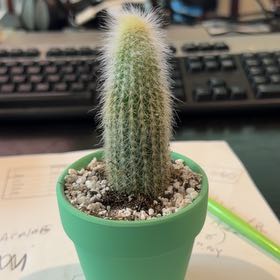 Photo of the plant species Silver Torch Cactus by @DollKhakiweed named Beckham on Greg, the plant care app