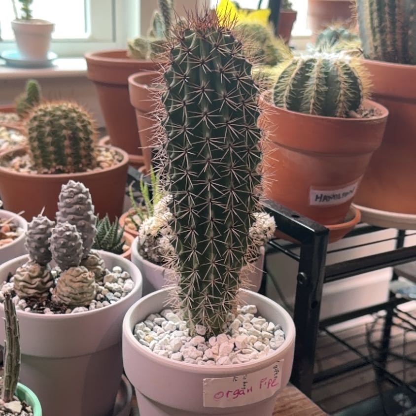 Photo of the plant species Organ Pipe Cactus by @DollKhakiweed named Organ pipe on Greg, the plant care app