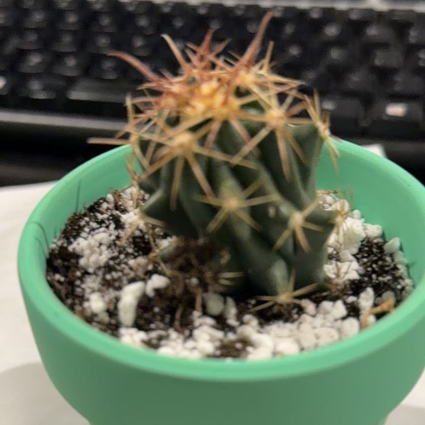 Photo of the plant species San Diego Barrel Cactus by @DollKhakiweed named Baesil on Greg, the plant care app