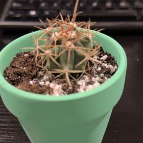 Photo of the plant species Twisted Barrel Cactus by @DollKhakiweed named Aristotle on Greg, the plant care app