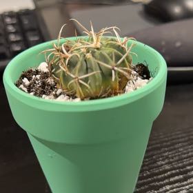 Photo of the plant species Monstrous Horse Crippler by @DollKhakiweed named Athena on Greg, the plant care app