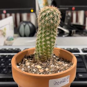 Photo of the plant species Bonker Hedgehog Cactus by @DollKhakiweed named Bonker on Greg, the plant care app