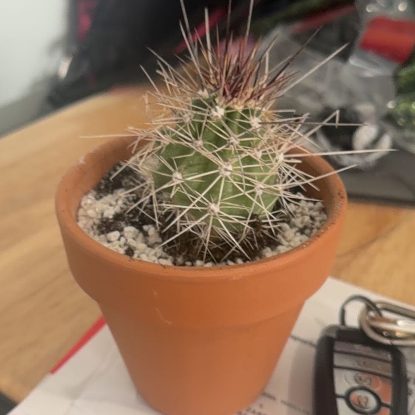 Photo of the plant species Claret Cup Cactus by @DollKhakiweed named Tree Diddy on Greg, the plant care app