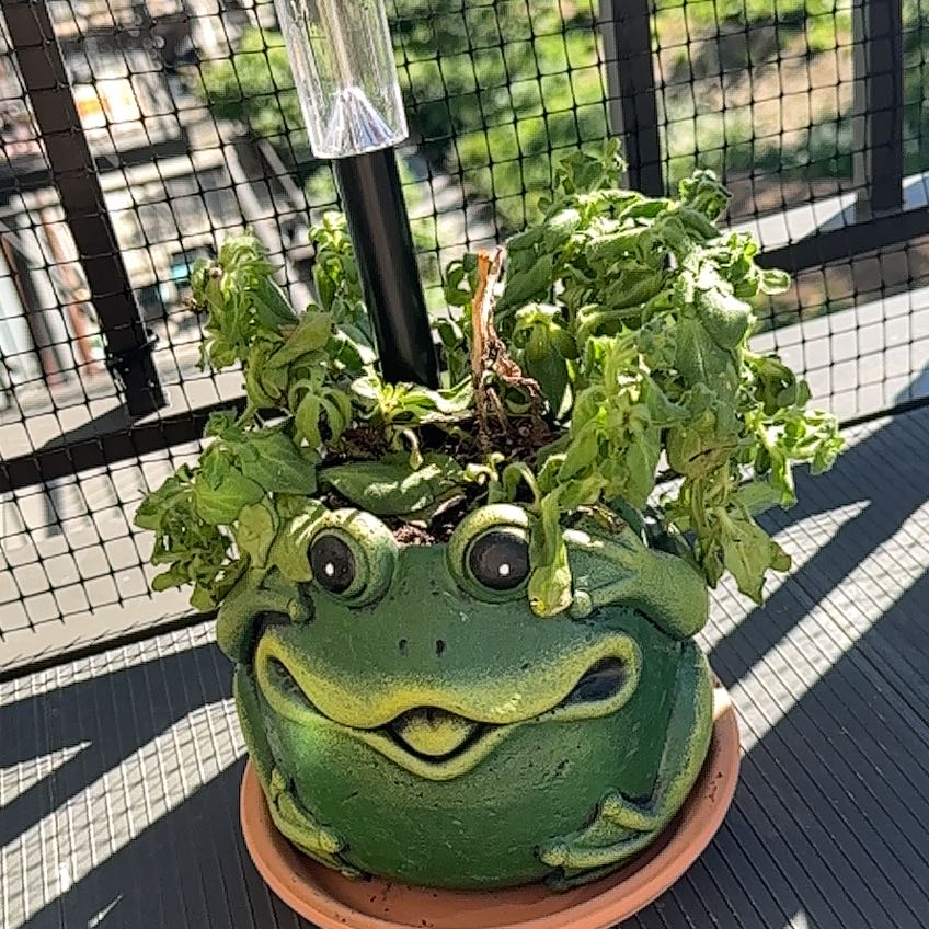 Night Sky Petunia in a frog-shaped pot with wilting leaves, outdoor setting.