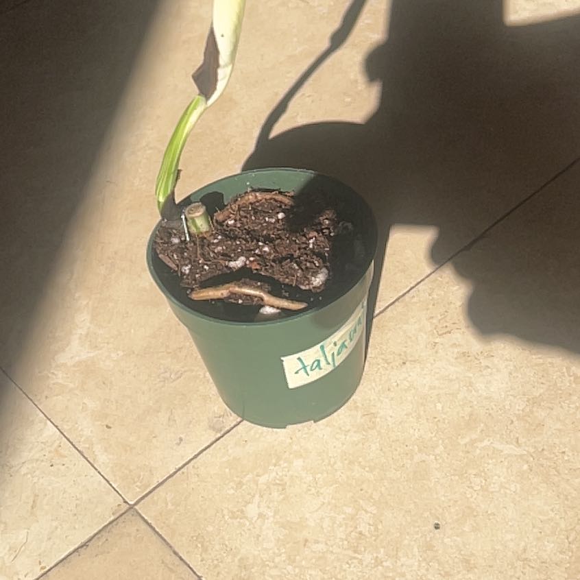 Photo of the plant species Monstera Borsigiana by @UltraTamarillo named Sproutacus on Greg, the plant care app