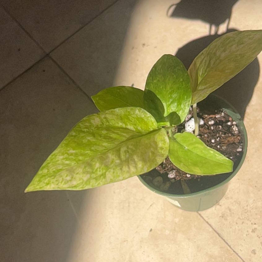 Photo of the plant species Kujang Yellow Flame Epipremnum Pinnatum by @UltraTamarillo named Lavender on Greg, the plant care app