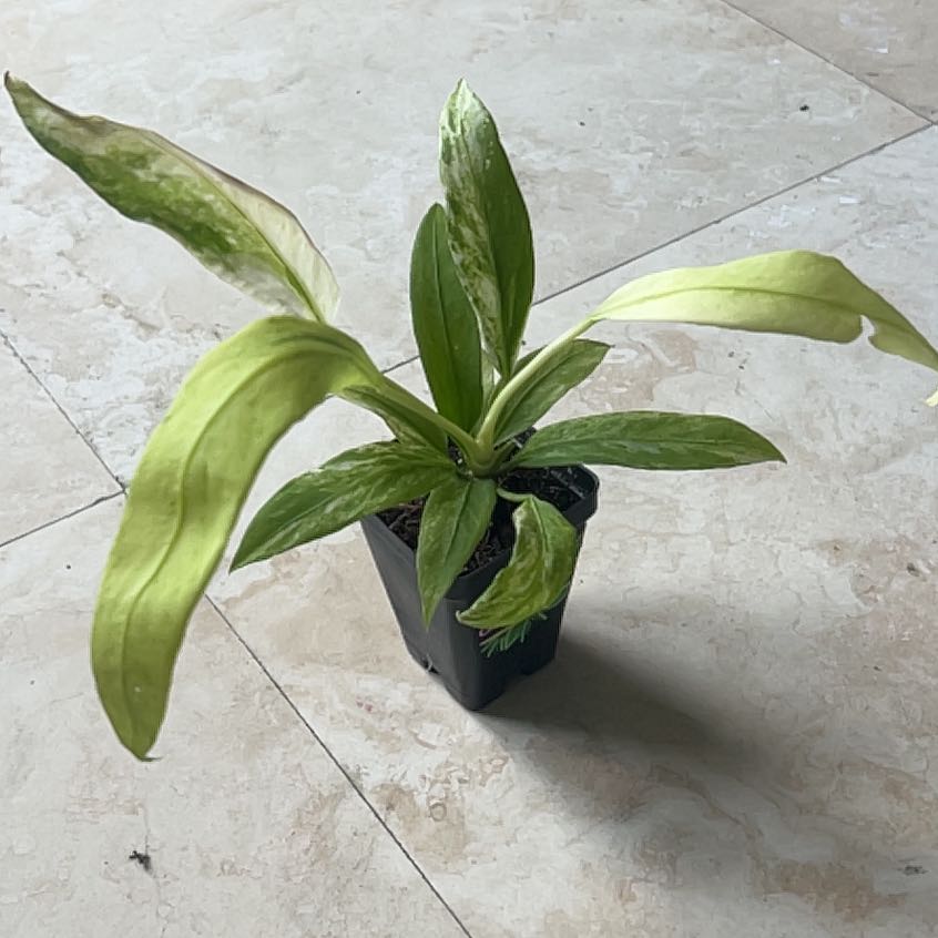 Photo of the plant species Variegated Anthurium Vittarifolium by @UltraTamarillo named Sage on Greg, the plant care app