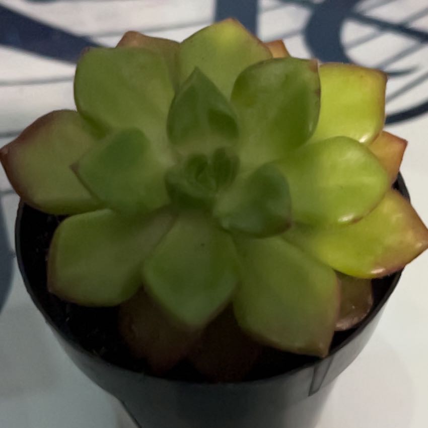 Photo of the plant species Echeveria 'Atroviridis' by @TopChineseholly named Morgan Treeman on Greg, the plant care app