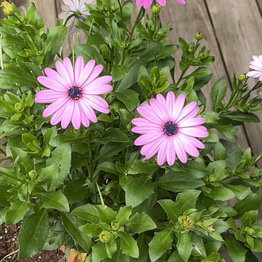 Healthy Weather Prophet plant with pink flowers and green leaves.
