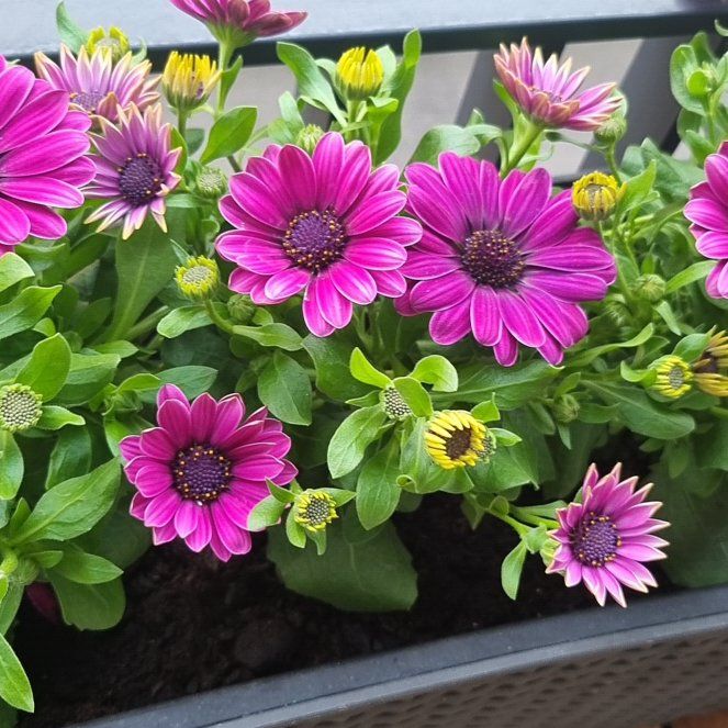 Photo of the plant species Zion Purple Sun by @KookyStrapwort named Sproutacus on Greg, the plant care app