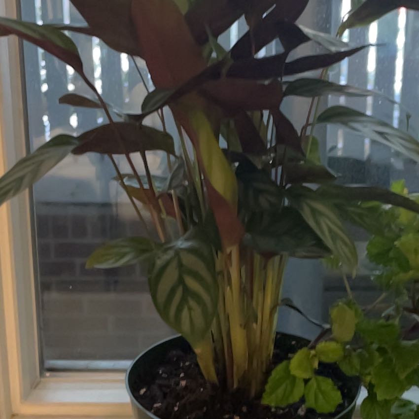 Photo of the plant species Grey Star by @HolyCopperleaf named Rebecca on Greg, the plant care app