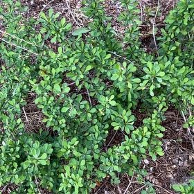 Photo of the plant species Japanese Barberry by @SharpSpinysenna named Emerson on Greg, the plant care app
