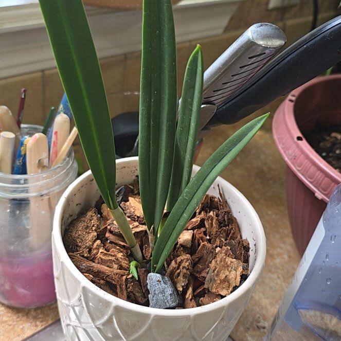 Photo of the plant species Brassavola Little Stars by @CleanLakesedge named Wall-E on Greg, the plant care app