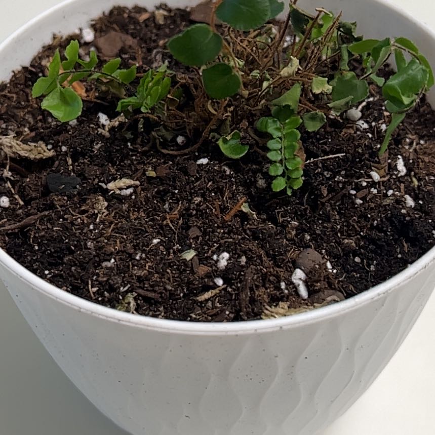 Photo of the plant species Lemon Button Fern by @GrayGranny named Beyonce on Greg, the plant care app