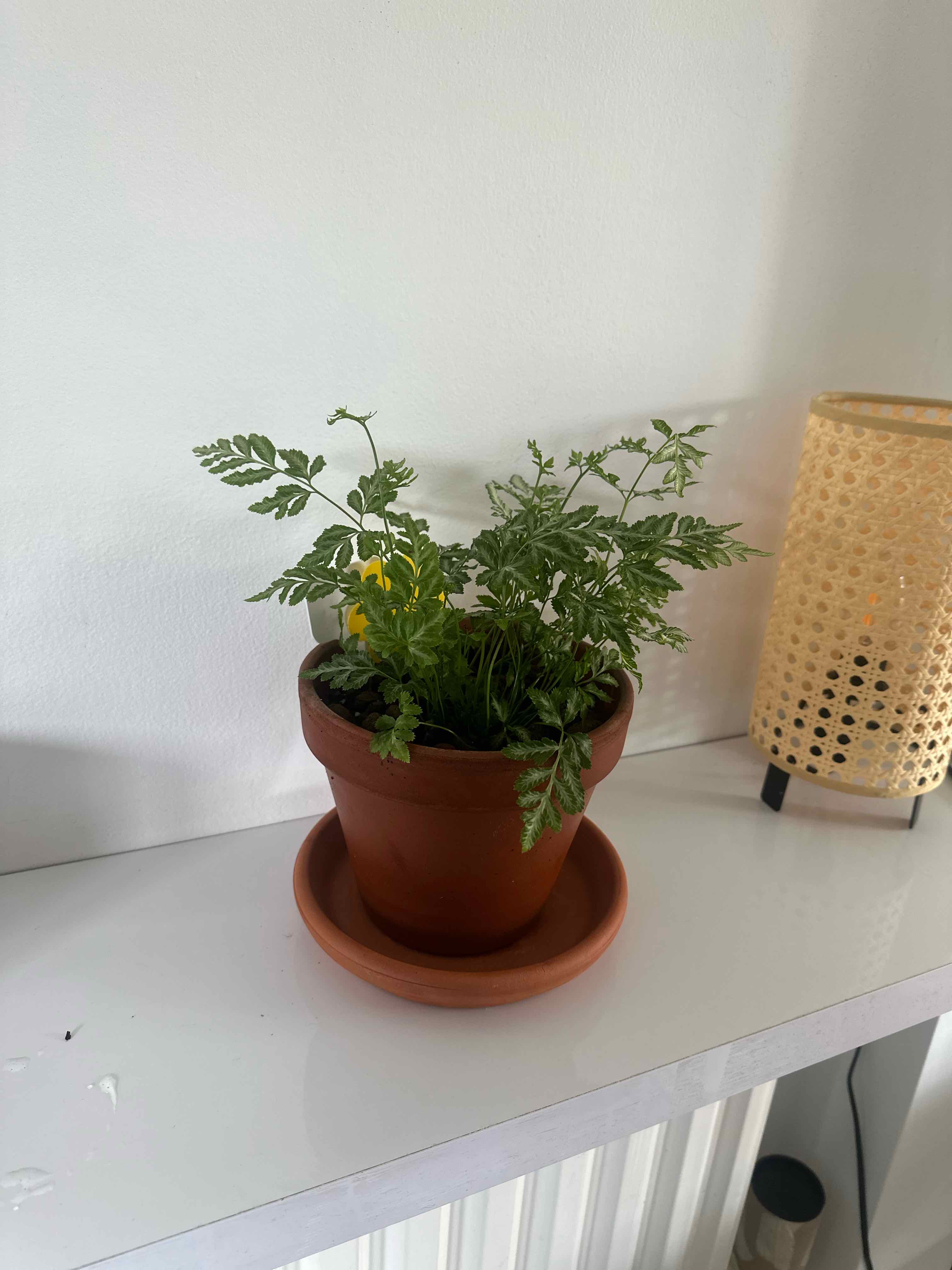 Fern