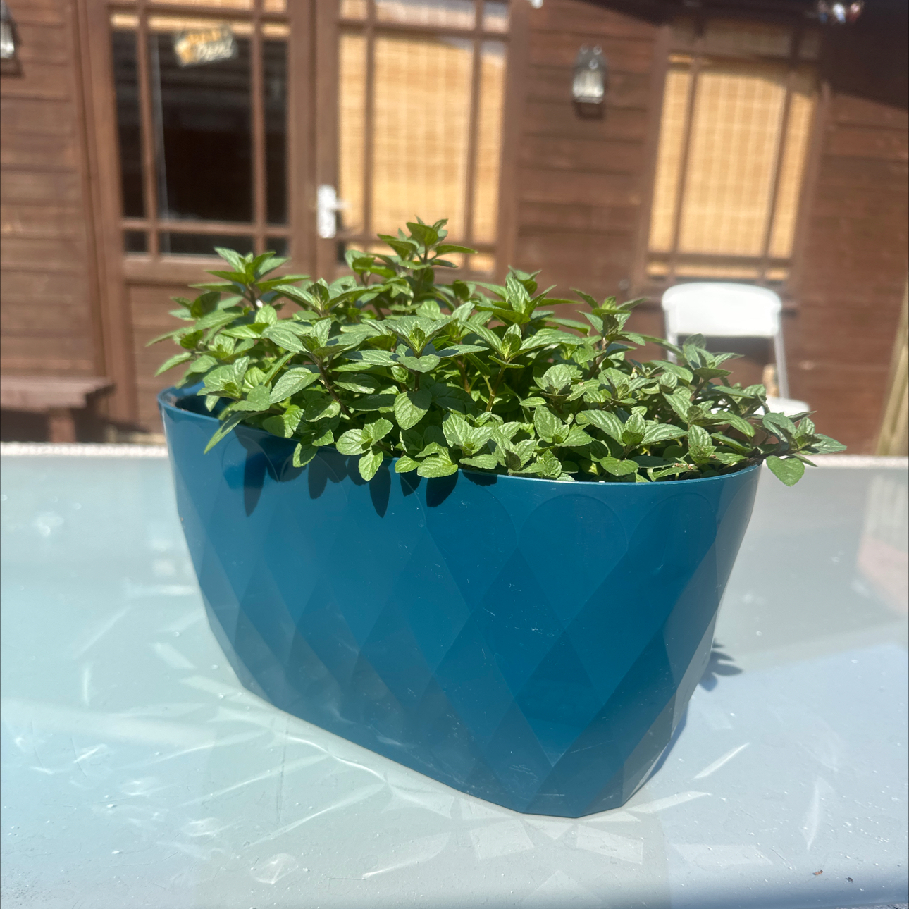 Photo of the plant species Black Peppermint by @TutorOnion named Demi on Greg, the plant care app