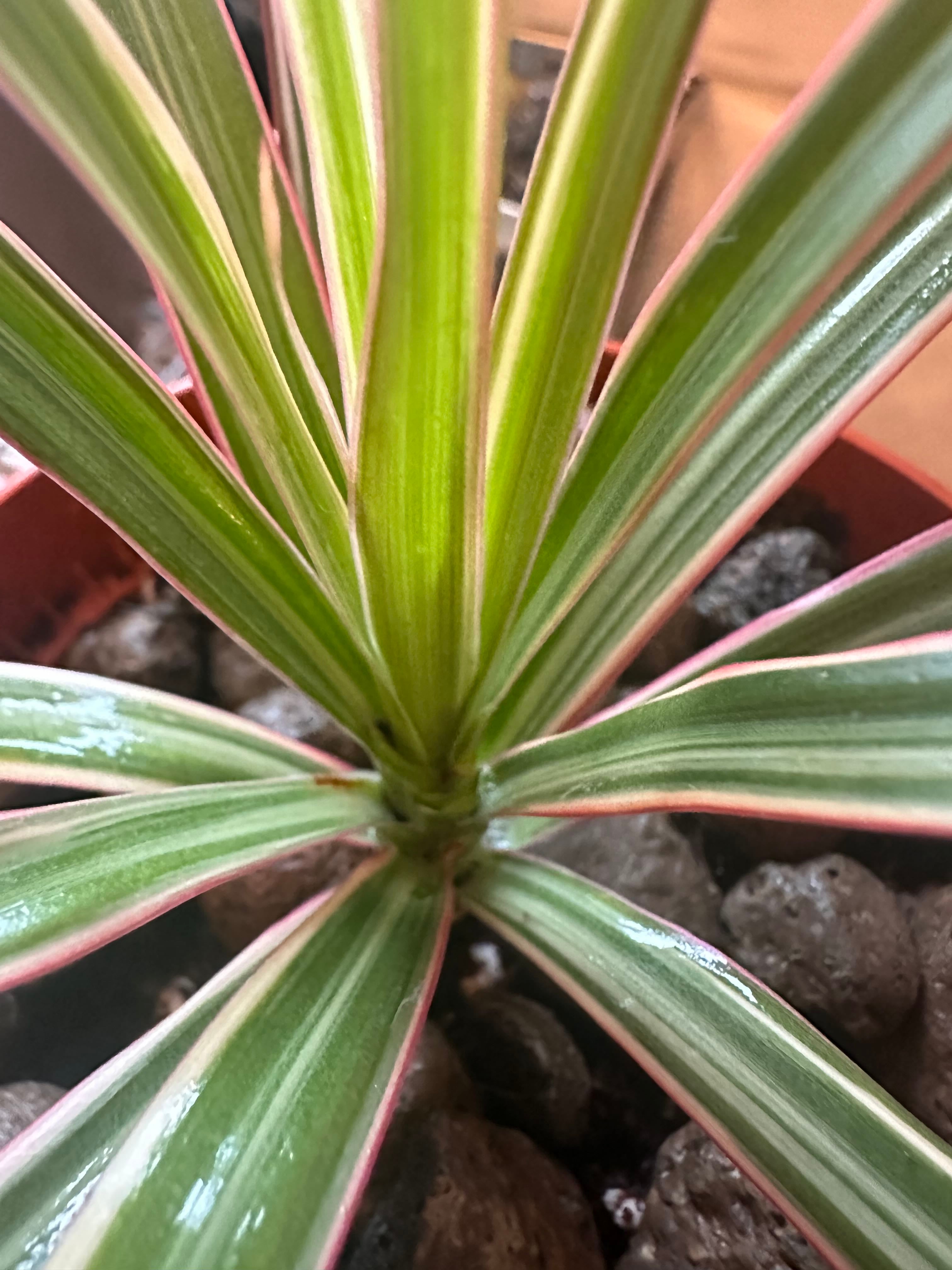 Is this rust fungus on my dragon tree? Dracaena DragonT...