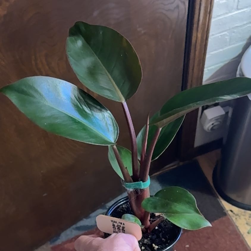 Photo of the plant species Philodendron 'Congo Rojo' by @EarlyGreyknight named Rojo ho on Greg, the plant care app