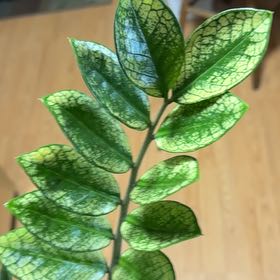 Plant care for ZZ Plant Variegated on Greg, the plant care app