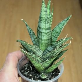 Photo of the plant species Snake Plant Sweet Celery by @EarlyGreyknight named James Dean on Greg, the plant care app