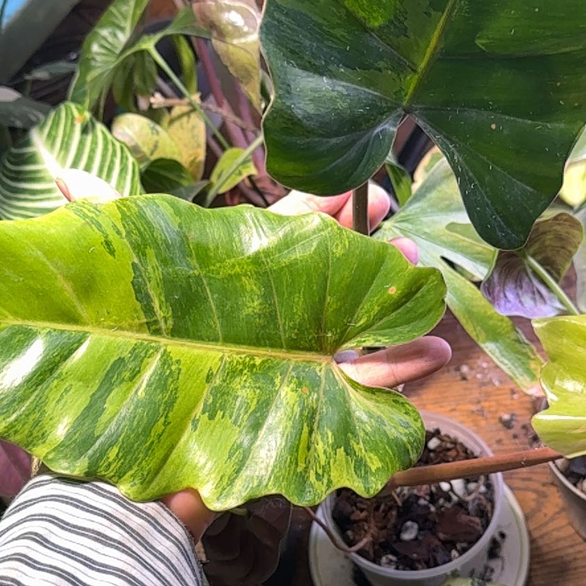 Photo of the plant species Jungle Fever Green by @EarlyGreyknight named Rihanna on Greg, the plant care app