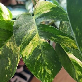 Photo of the plant species Kujang Yellow Flame Epipremnum Pinnatum by @EarlyGreyknight named Doja Cat yellow flame on Greg, the plant care app
