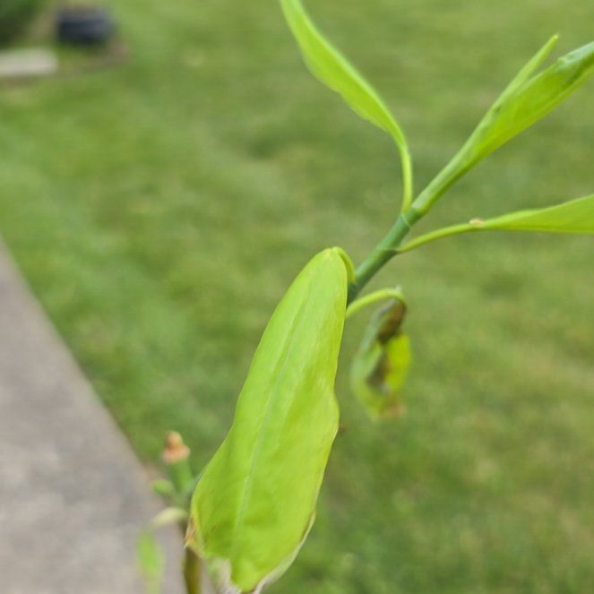 Photo of the plant species Sweetbay Magnolia by @LimberTokyosun named Apollo on Greg, the plant care app