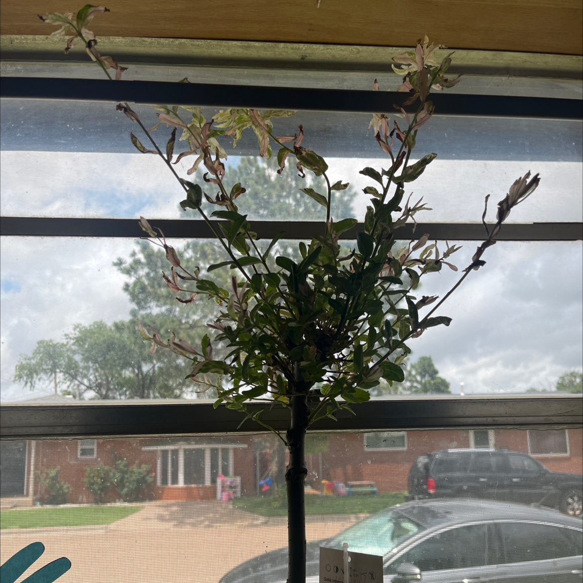 Photo of the plant species Salix Integra Hakuro-Nishiki by @ChampTexasebony named Luna on Greg, the plant care app