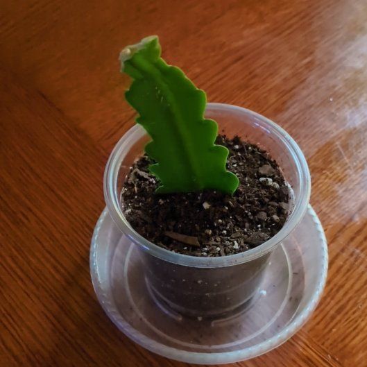 Photo of the plant species Epiphyllum 'Beavertail' by @Wendyyjoy named Betty on Greg, the plant care app