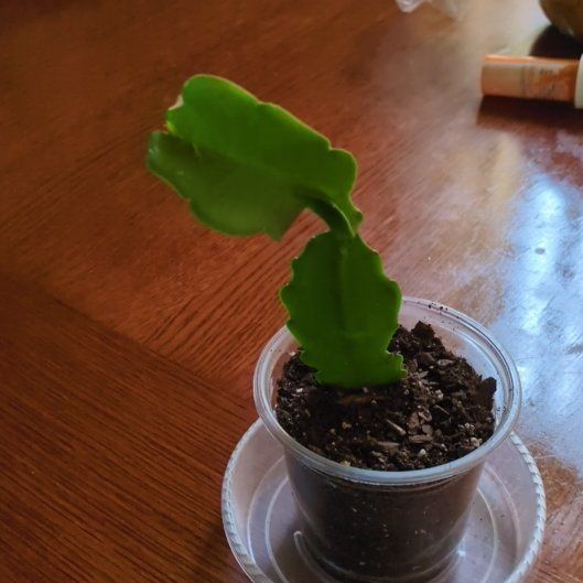 Photo of the plant species Epiphyllum 'Beavertail' by @Wendyyjoy named Sir Plancelot on Greg, the plant care app