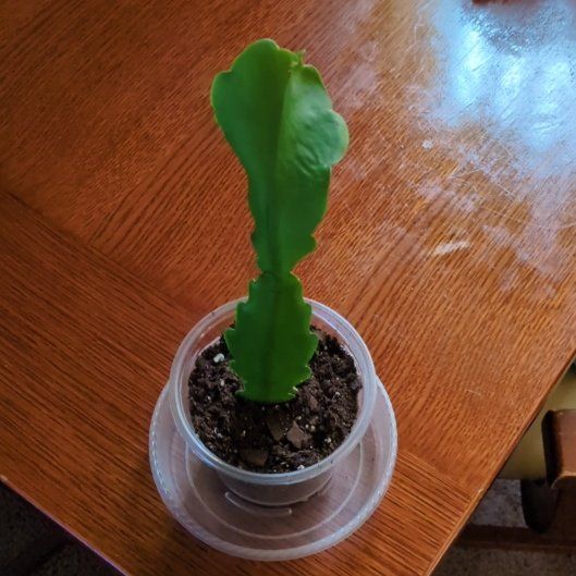 Photo of the plant species Epiphyllum 'Beavertail' by @Wendyyjoy named Babs on Greg, the plant care app