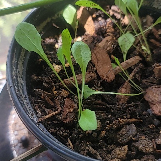 Photo of the plant species Dandelion by @ChampJunglevine named Shakira on Greg, the plant care app