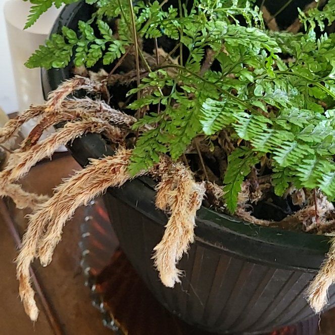 Photo of the plant species Black Rabbit Foot Fern by @HeiressGreen named Miley on Greg, the plant care app