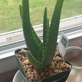 Photo of the plant species Aloe 'California' by @SlickOrrisroot named Clooney on Greg, the plant care app