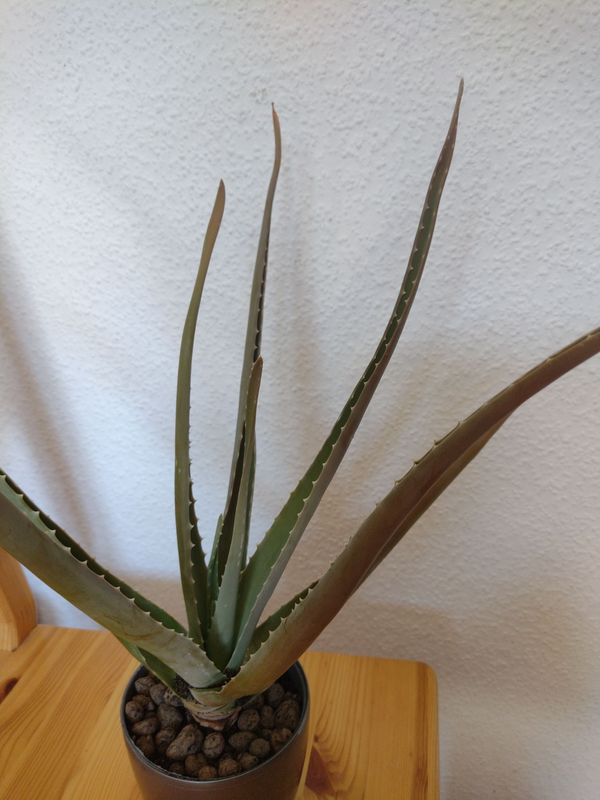 Aloe 'Swordfish' Care 101 Water, Light & Growing Tips
