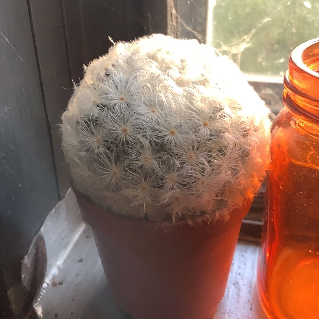 Button Cactus in a small pot near a window, appears healthy.