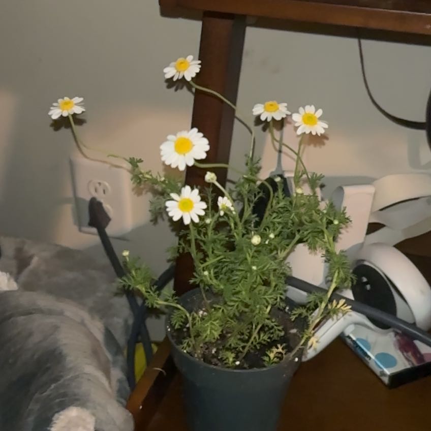 Photo of the plant species German Chamomile by @CaringEvergreen named Plato on Greg, the plant care app