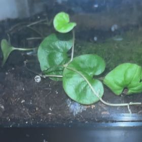 Photo of the plant species Carolina Ponysfoot by @CaringEvergreen named Lola on Greg, the plant care app