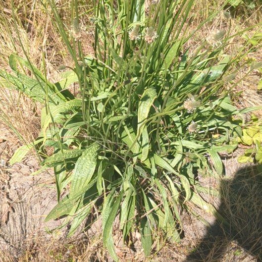 Photo of the plant species Hare-Foot Plantain by @KeyHomalosorus named Hamilton on Greg, the plant care app