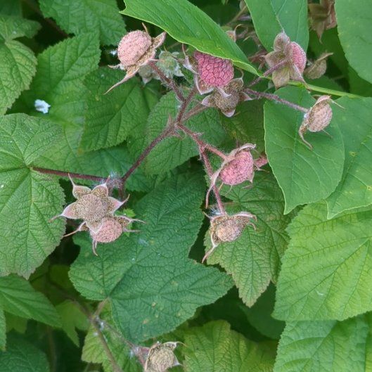 Photo of the plant species Purple-Flowered Raspberry by @KeyHomalosorus named Mando on Greg, the plant care app