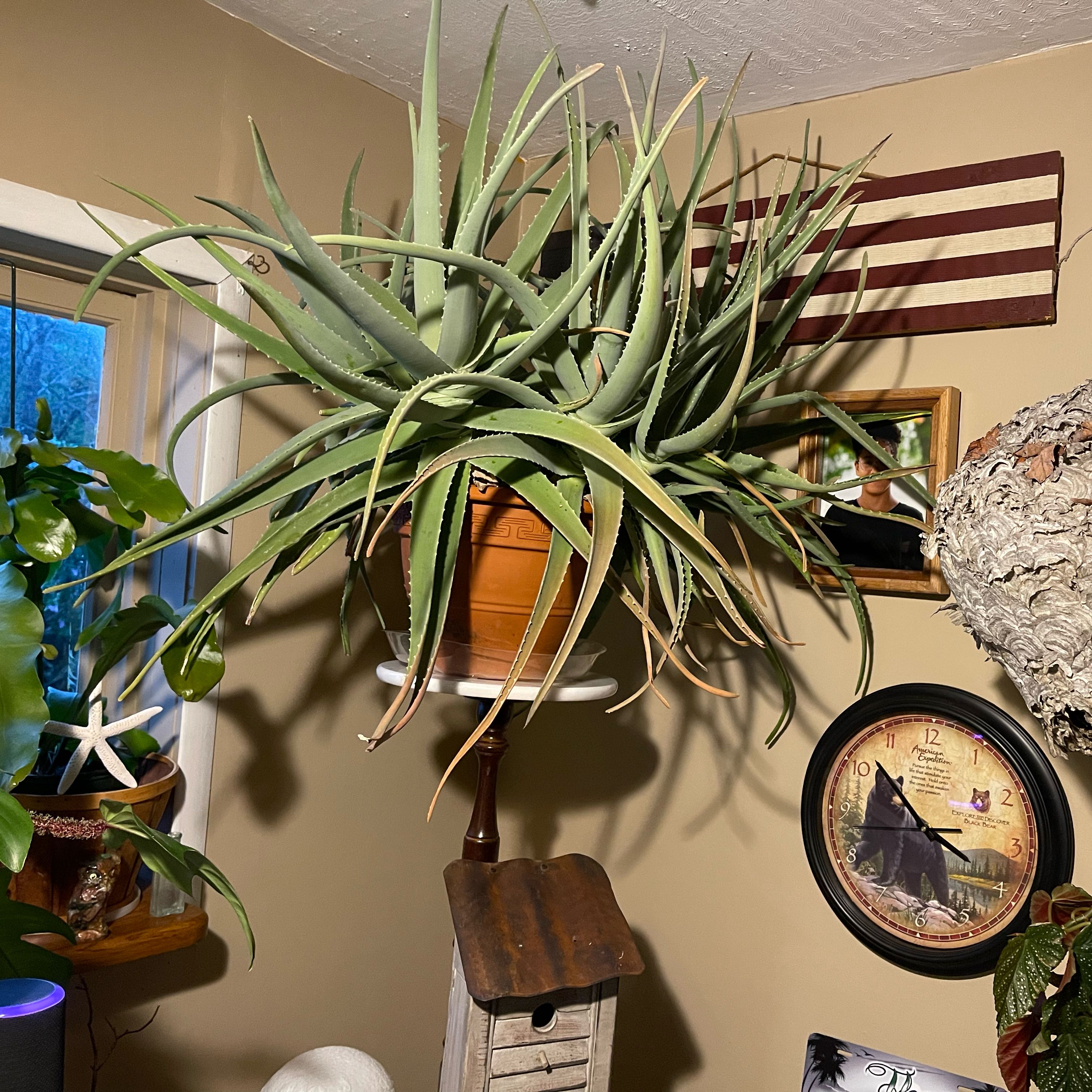 Photo of the plant species Blue Aloe by Wendy named Foxxy on Greg, the plant care app