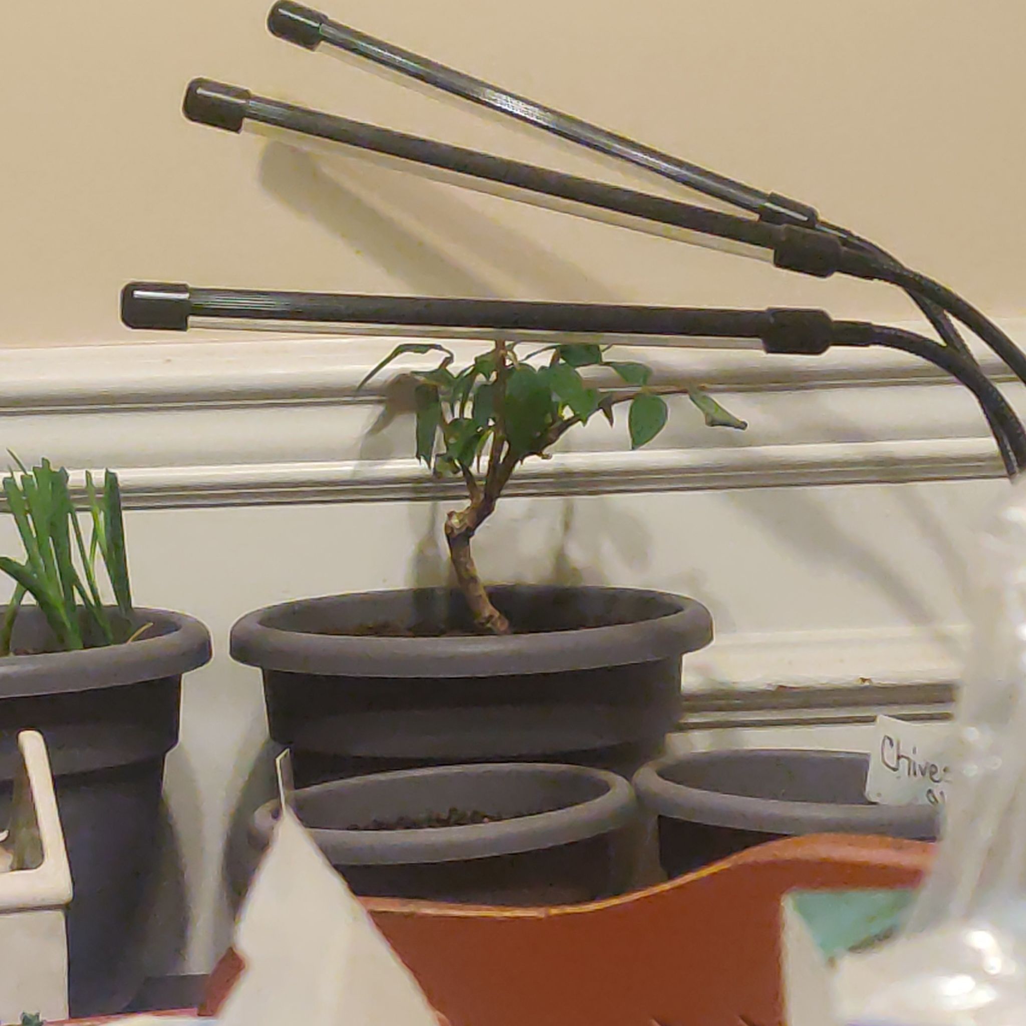 Photo of the plant species Hydrangea by @GutsySunflower named Sahara on Greg, the plant care app